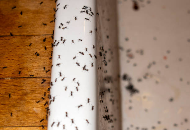 Best Wildlife Control Services  in Meridianville, AL
