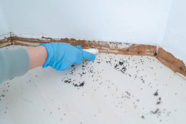 Best Affordable Pest Control Services  in Meridianville, AL